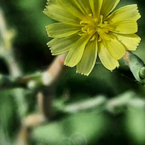 Lactuca serriola Kukka