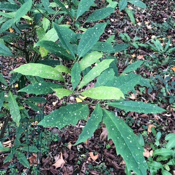 Aucuba chinensis Blatt