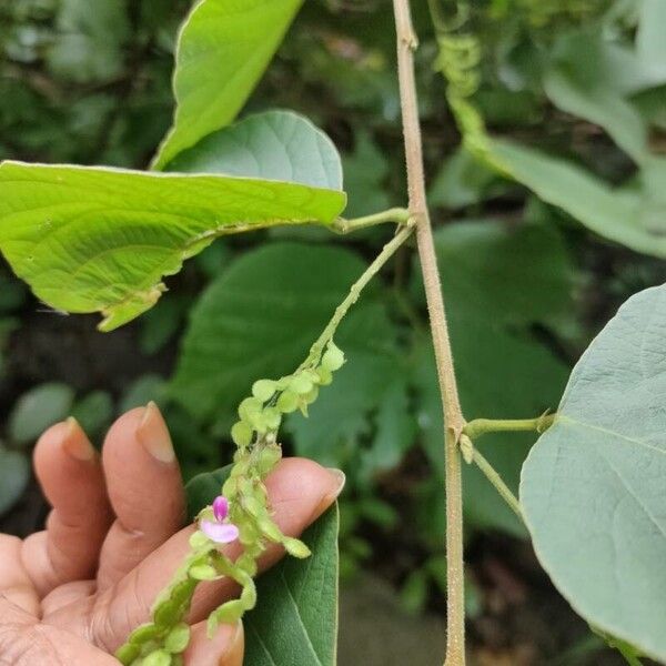 Pleurolobus gangeticus Flower