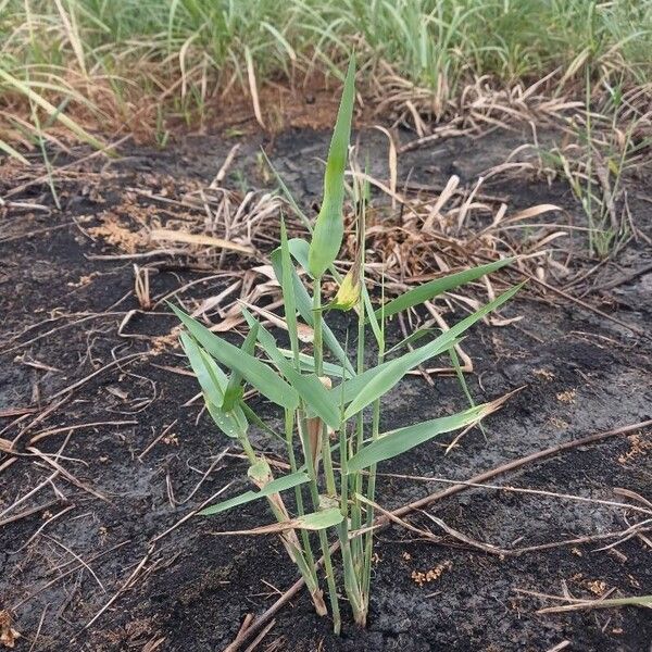 Phragmites australis Leaf