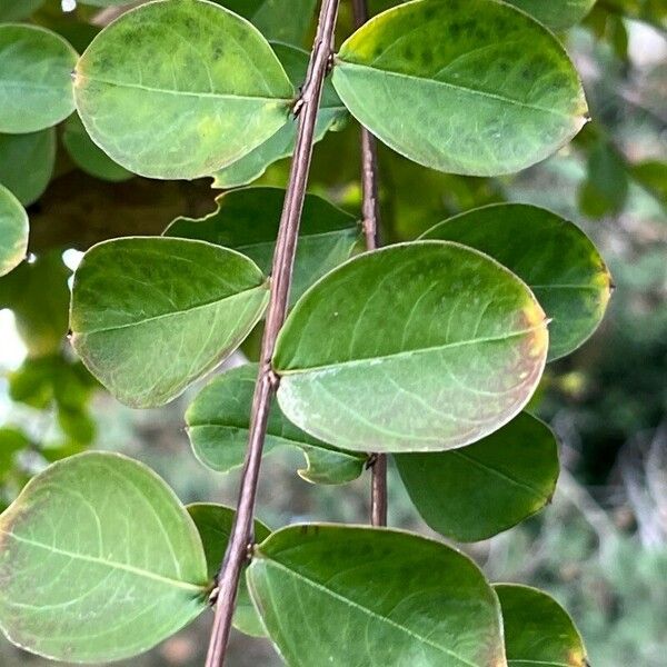 Cotoneaster hjelmqvistii 叶