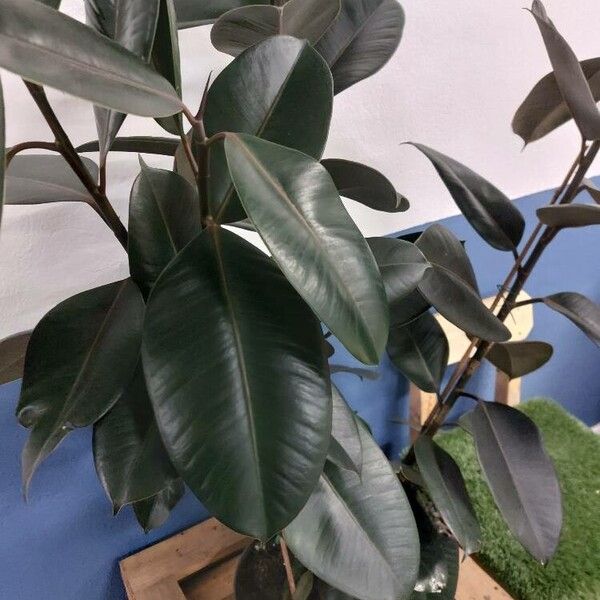 Ficus elastica List