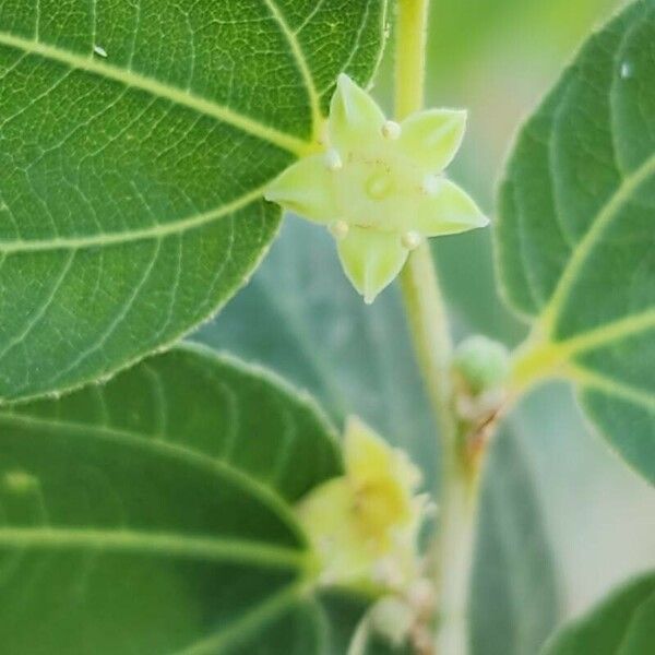 Ziziphus spina-christi ফুল