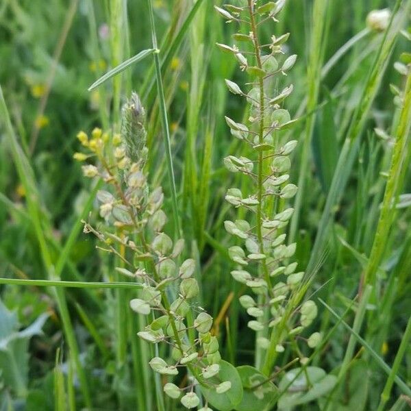 Lepidium perfoliatum Frukto