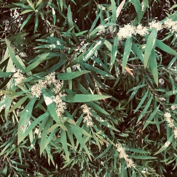 Hakea salicifolia Foglia