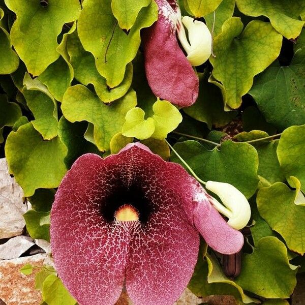 Aristolochia macrophylla Flor