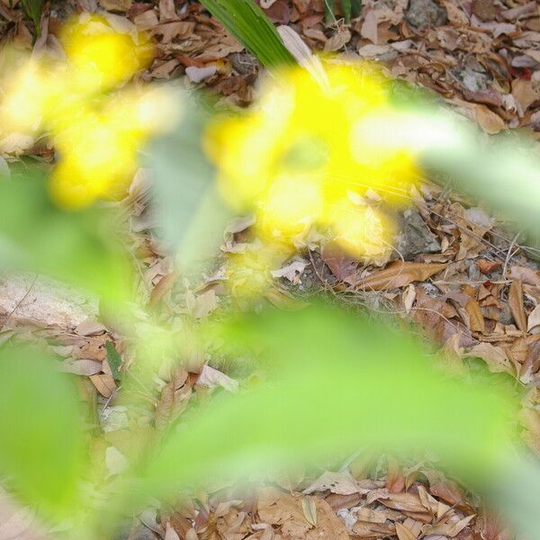 Bunchosia nitida Flower