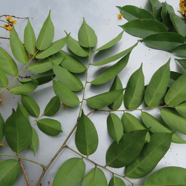 Pterocarpus officinalis Leaf