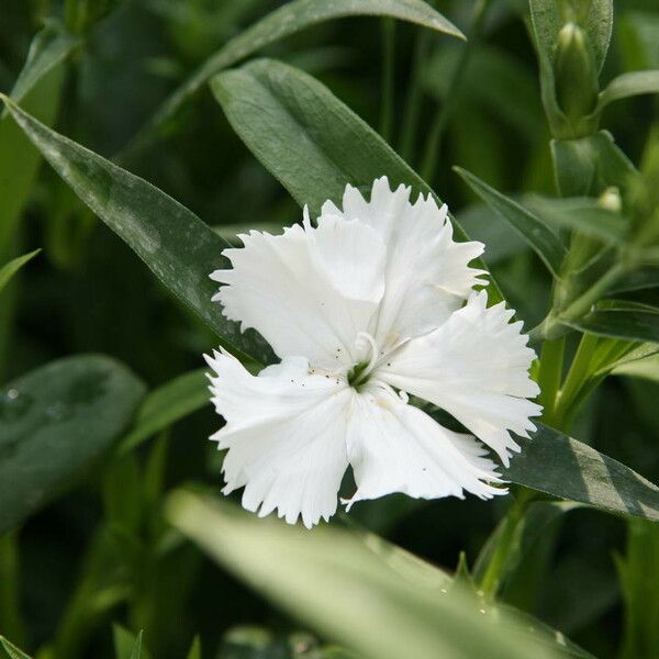 Dianthus spp. Flower