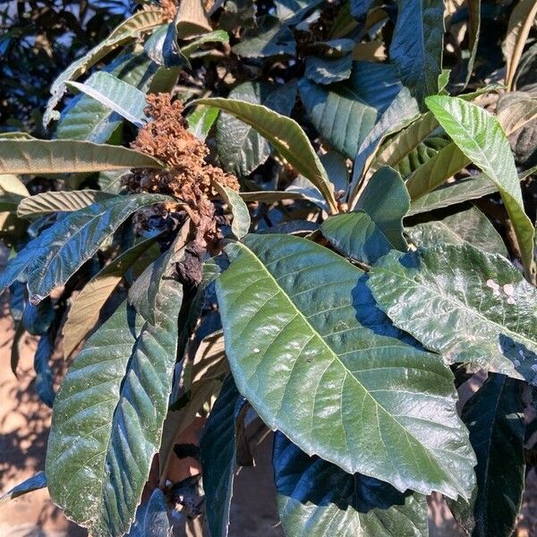 Rhaphiolepis bibas Leaf