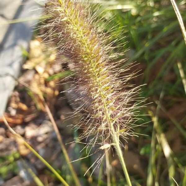 Cenchrus alopecuroides Fruit