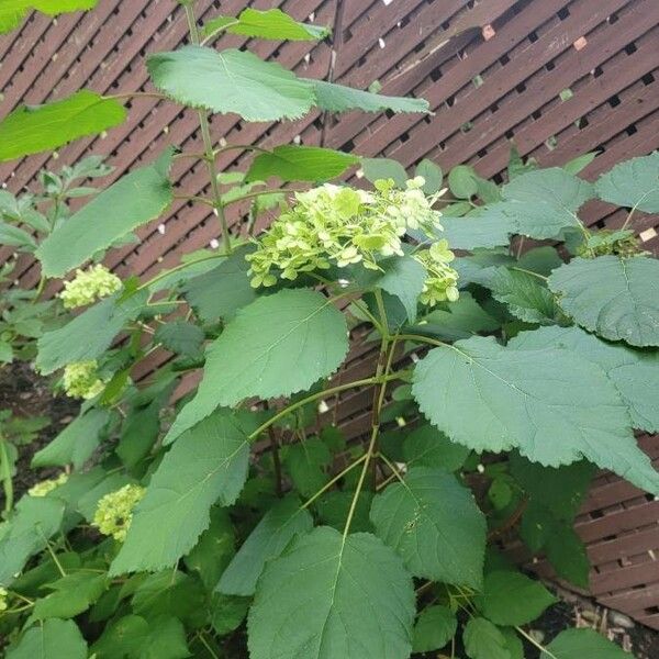 Hydrangea cinerea ᱥᱟᱠᱟᱢ