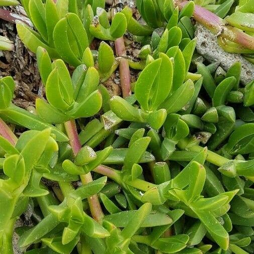 Carpobrotus edulis Blatt