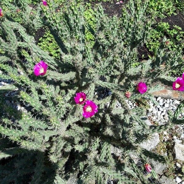 Cylindropuntia imbricata Φύλλο