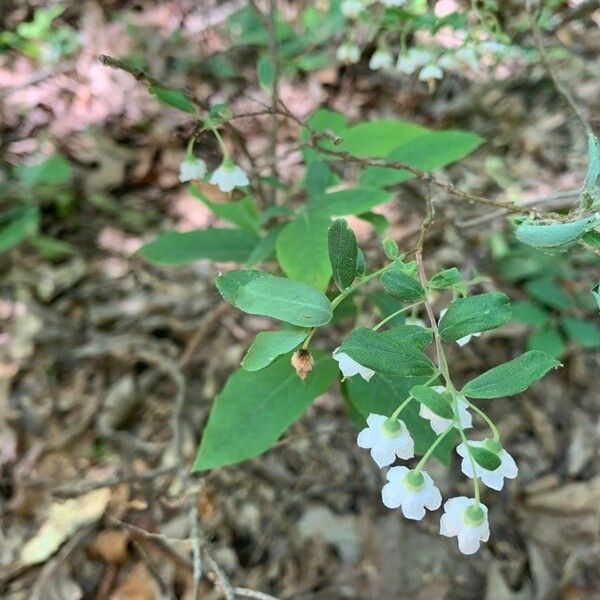 Vaccinium stamineum Flower