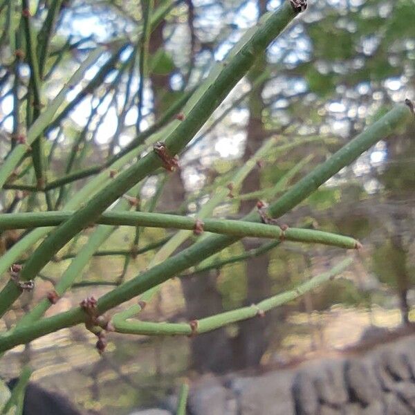 Ephedra fragilis List