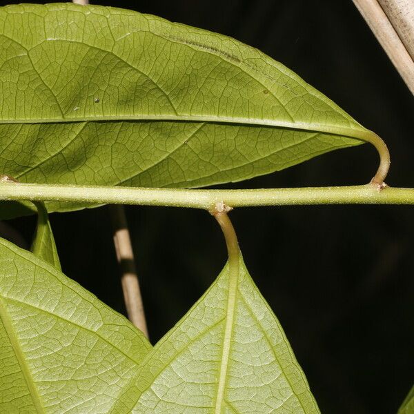 Amanoa guianensis Feuille