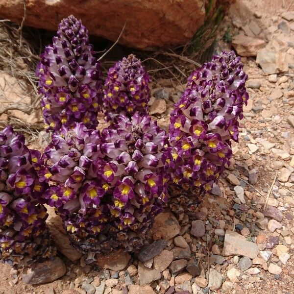 Cistanche violacea Fleur