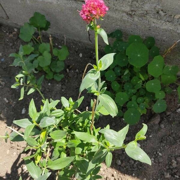 Centranthus ruber Цвят