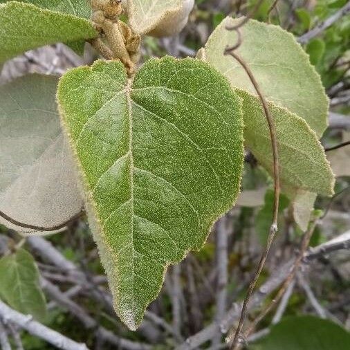 Croton flavens पत्ता