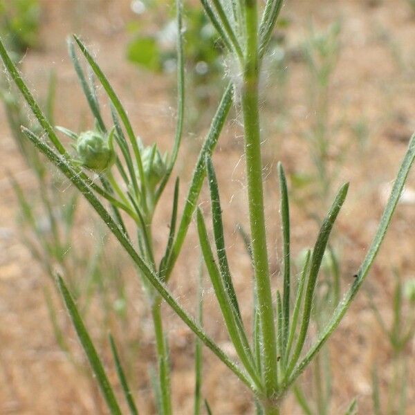 Plantago arenaria Habit