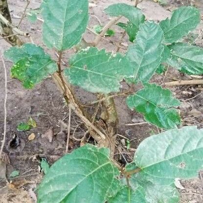 Ficus sur Levél