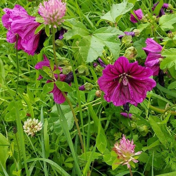 Malva arborea Blüte