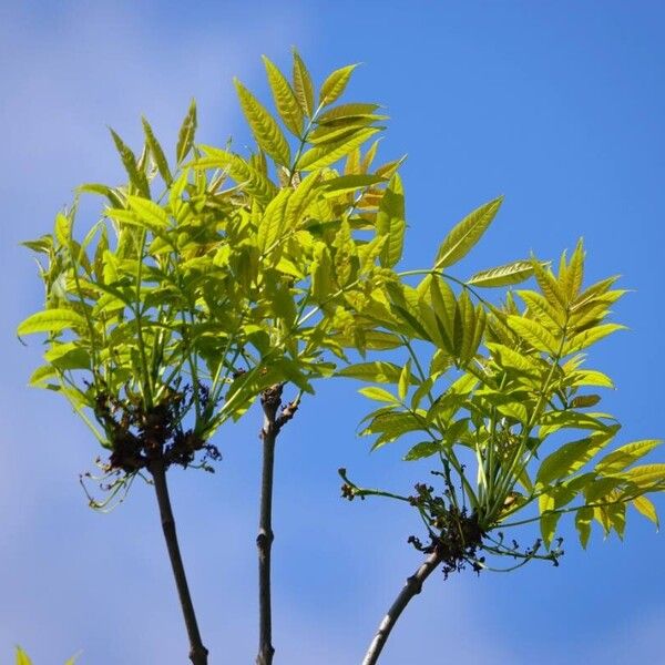 Fraxinus excelsior Leaf