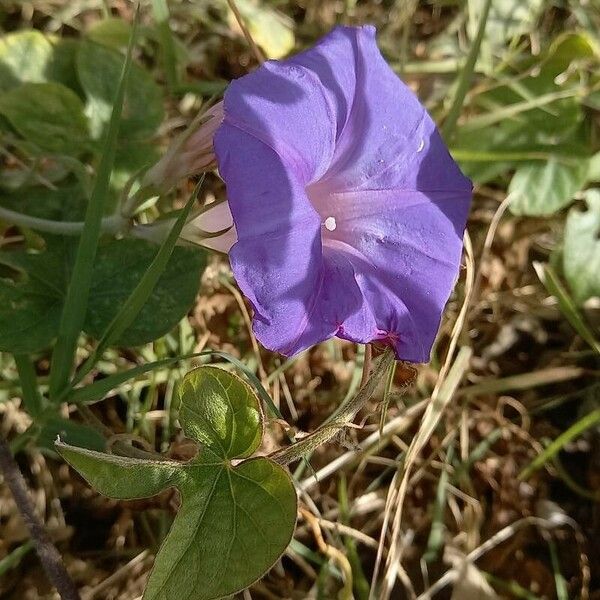 Ipomoea hederacea Flower