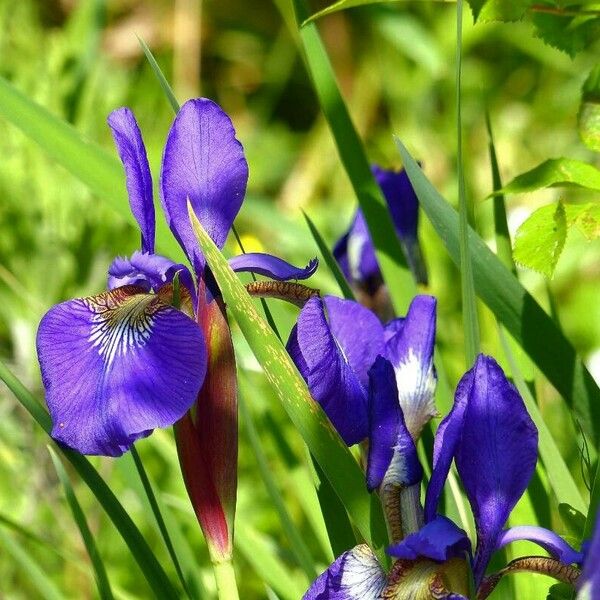 Iris sibirica Kvet