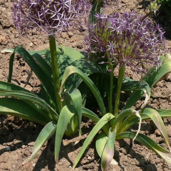 Allium cristophii Květ