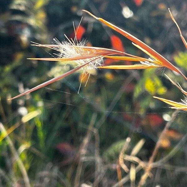 Andropogon gyrans 花