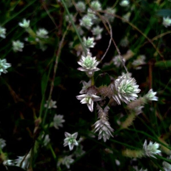 Gomphrena serrata Çiçek