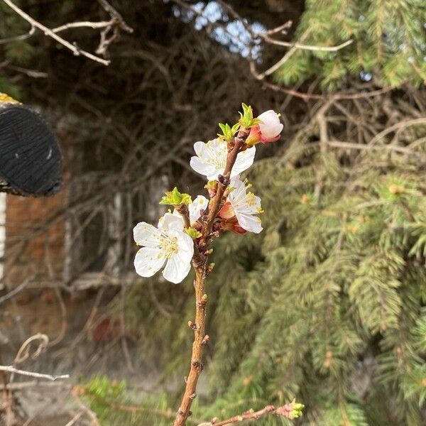 Prunus armeniaca പുഷ്പം