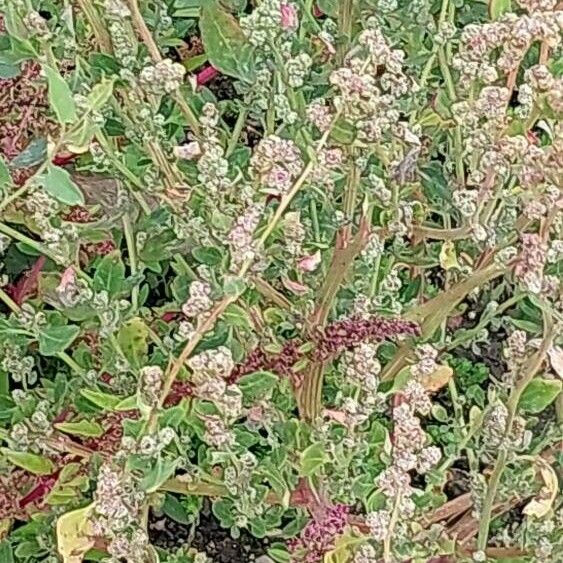 Chenopodium ficifolium പുഷ്പം