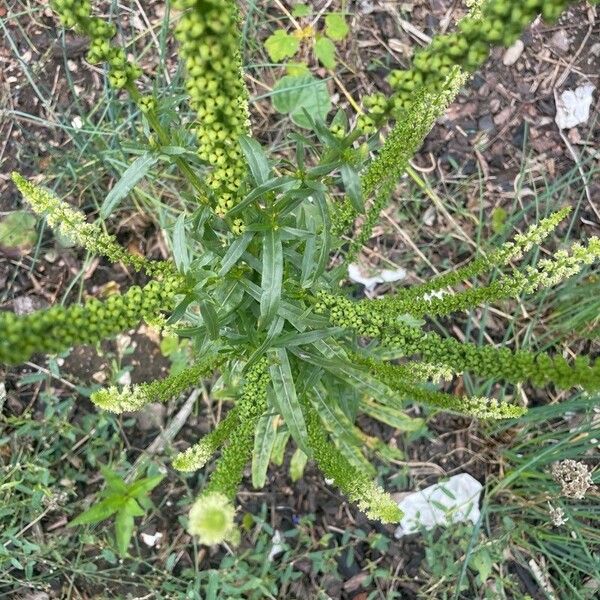 Reseda luteola Folha