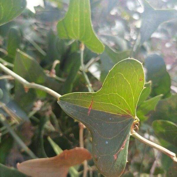 Smilax bona-nox Leaf