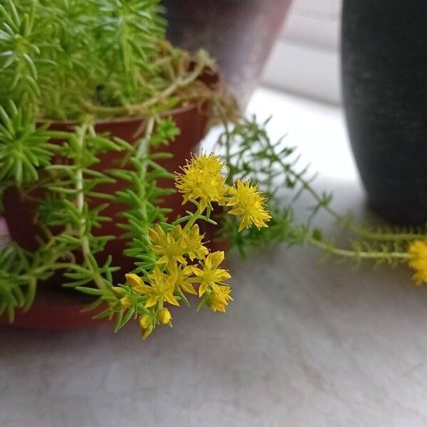 Sedum mexicanum Flower