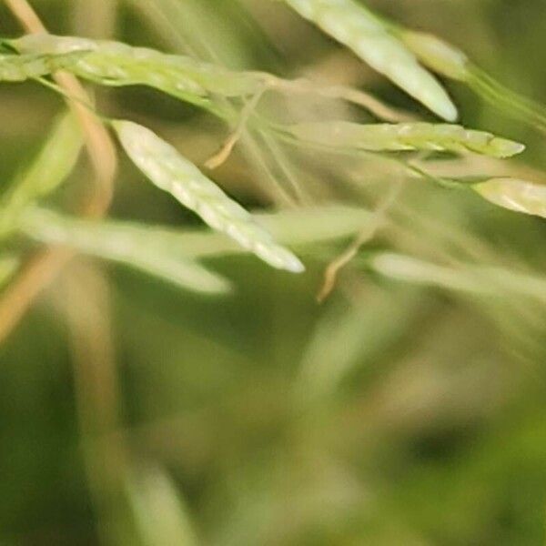 Eragrostis barrelieri Flower