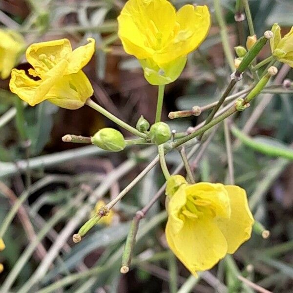 Diplotaxis tenuifolia Çiçek