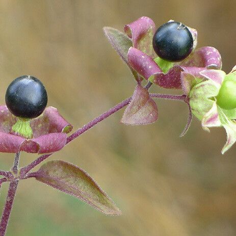 Silene baccifera Fruit