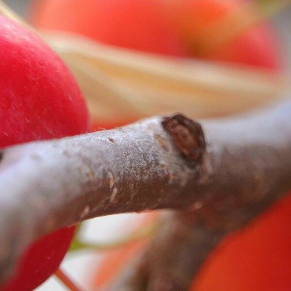 Malus baccata Bark