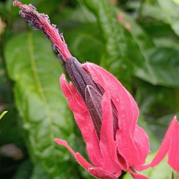 Pavonia multiflora Lorea