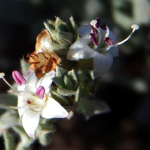 Cressa truxillensis Flower