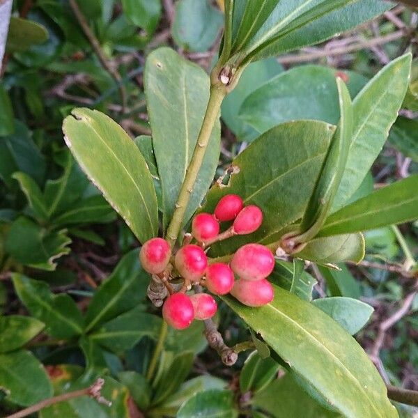 Skimmia japonica Fruitua