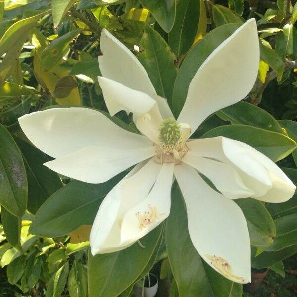 Magnolia virginiana Blüte