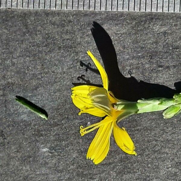 Lactuca viminea Blomma