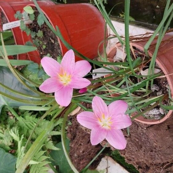 Zephyranthes rosea Flor