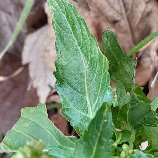 Mercurialis annua Leaf