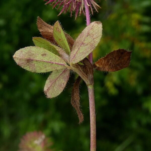 Trifolium lappaceum Blad